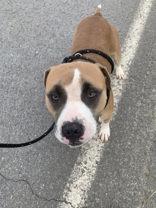 Schwinn, a Adoptable mixed breed in Blue Ridge, GA image 3/3