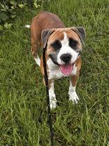 Schwinn, Adoptable, Young Male Pit Bull Terrier.