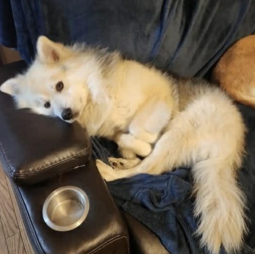 Marshmallow, adoptable, Young Male Husky.