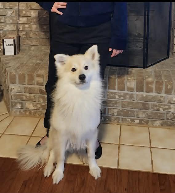 Enlarge Marshmallow, an adoptable mixed breed in Marseilles, IL image 3/3