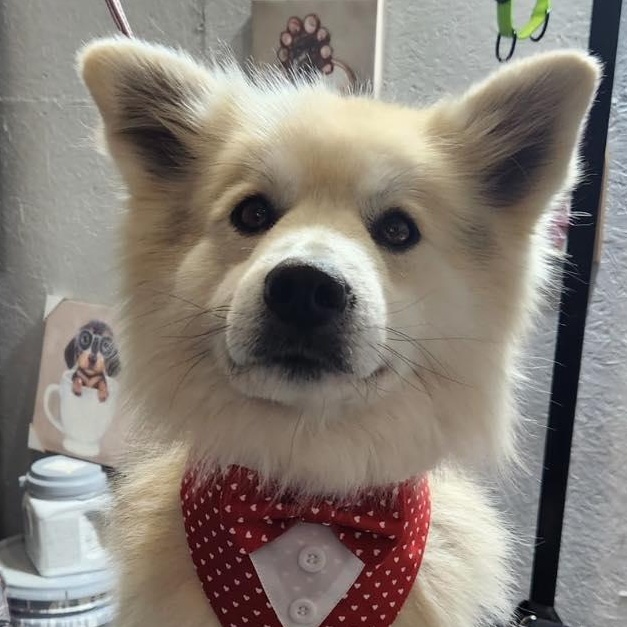 Enlarge Marshmallow, a ADOPTABLE mixed breed in Marseilles, IL image 1/1