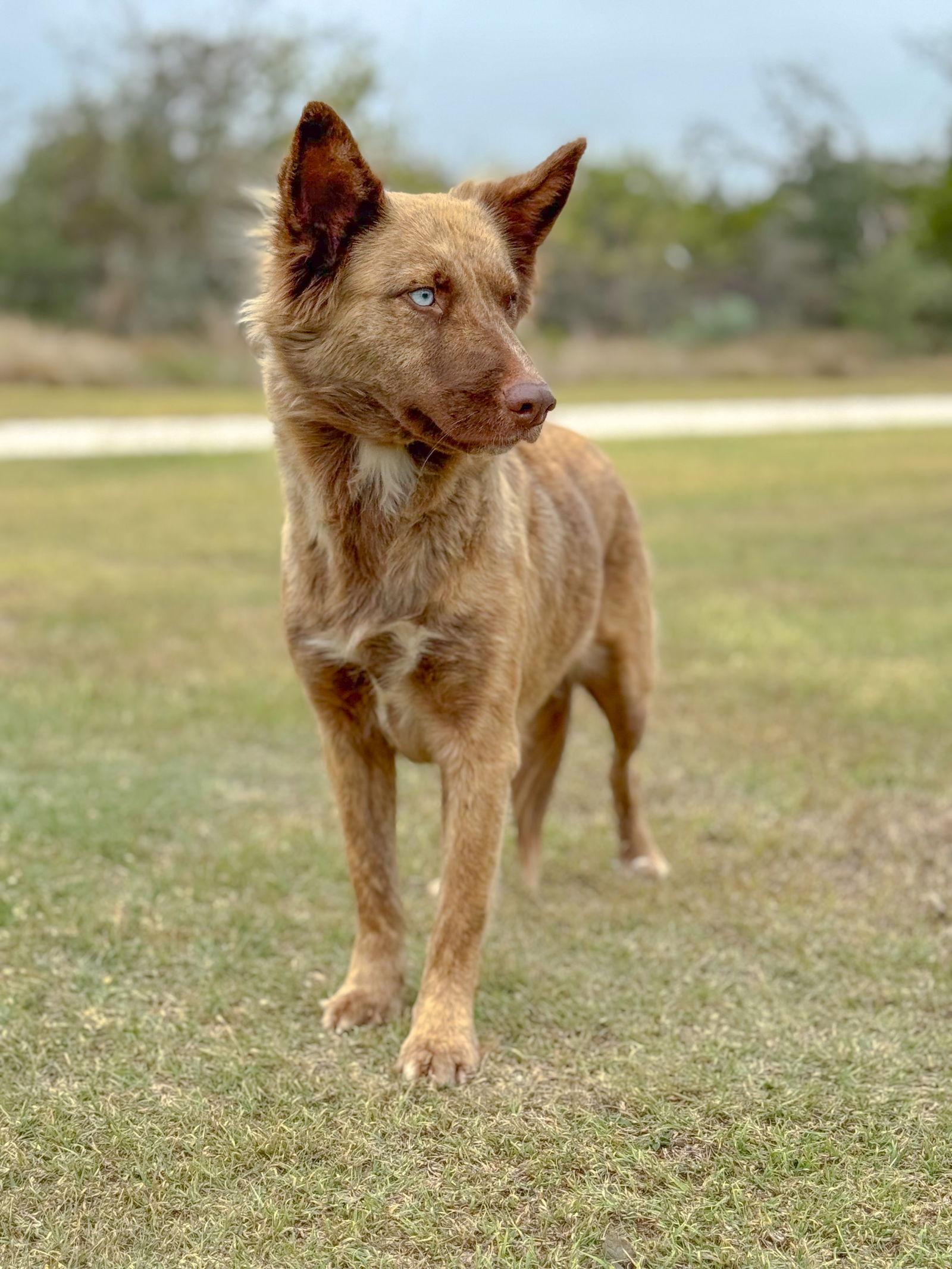 Rosa, Adoptable, Adult Female Australian Shepherd.
