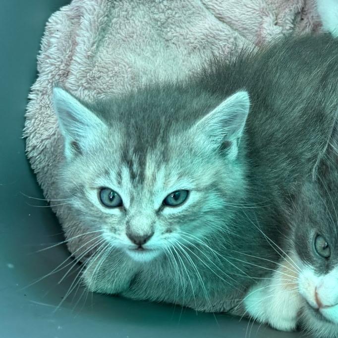 Enlarge TILLY, a Adoptable Domestic Short Hair in Willows, CA image 2/3