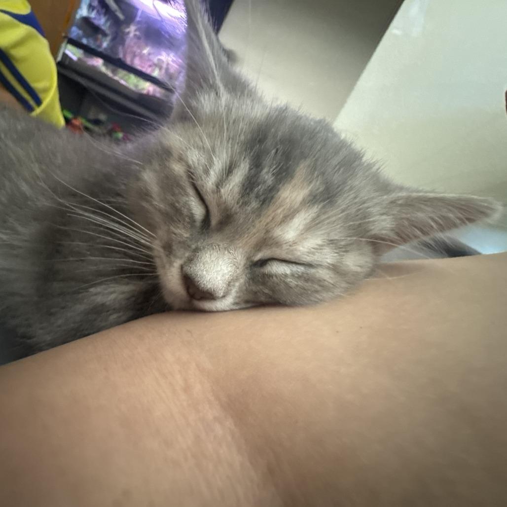 TILLY, Adoptable, Kitten Female Domestic Short Hair.