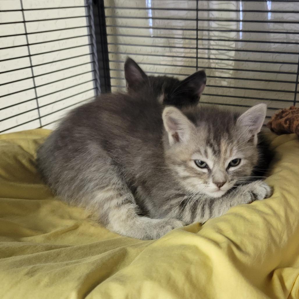 Enlarge TILLY, a Adoptable Domestic Short Hair in Willows, CA image 3/3