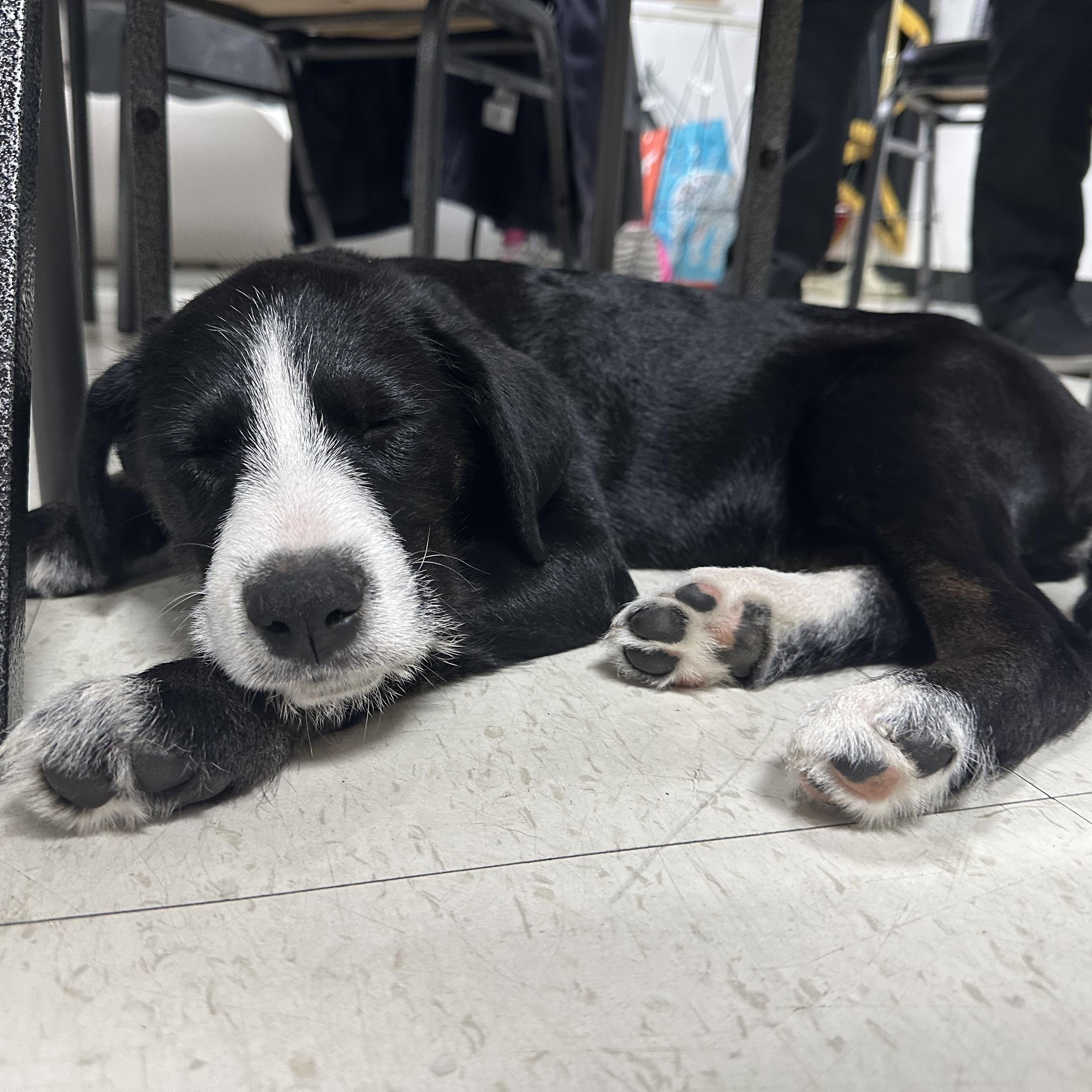 Enlarge Hans, an adopted mixed breed in Wyandotte, MI image 3/4