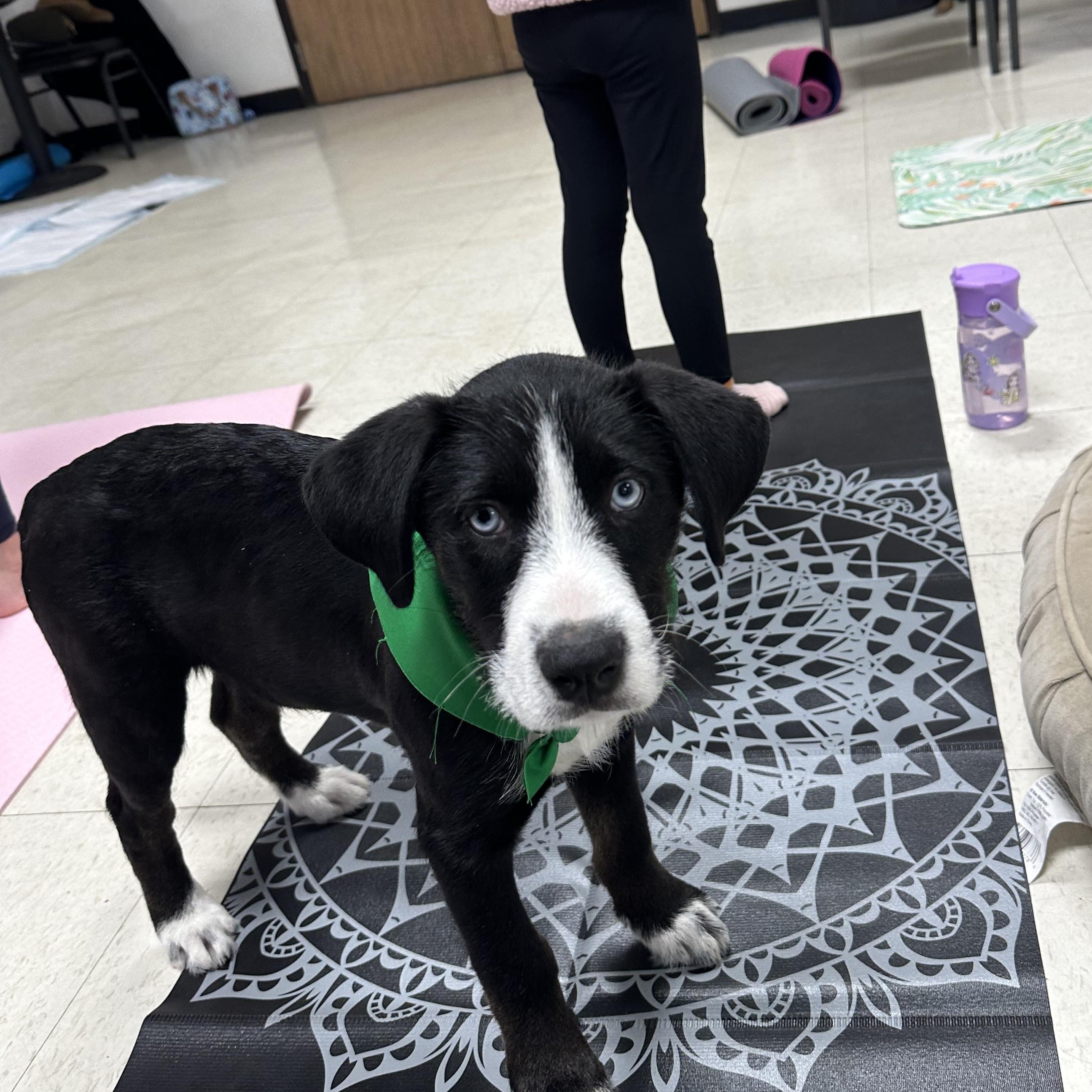 Enlarge Hans, an adopted mixed breed in Wyandotte, MI image 2/4