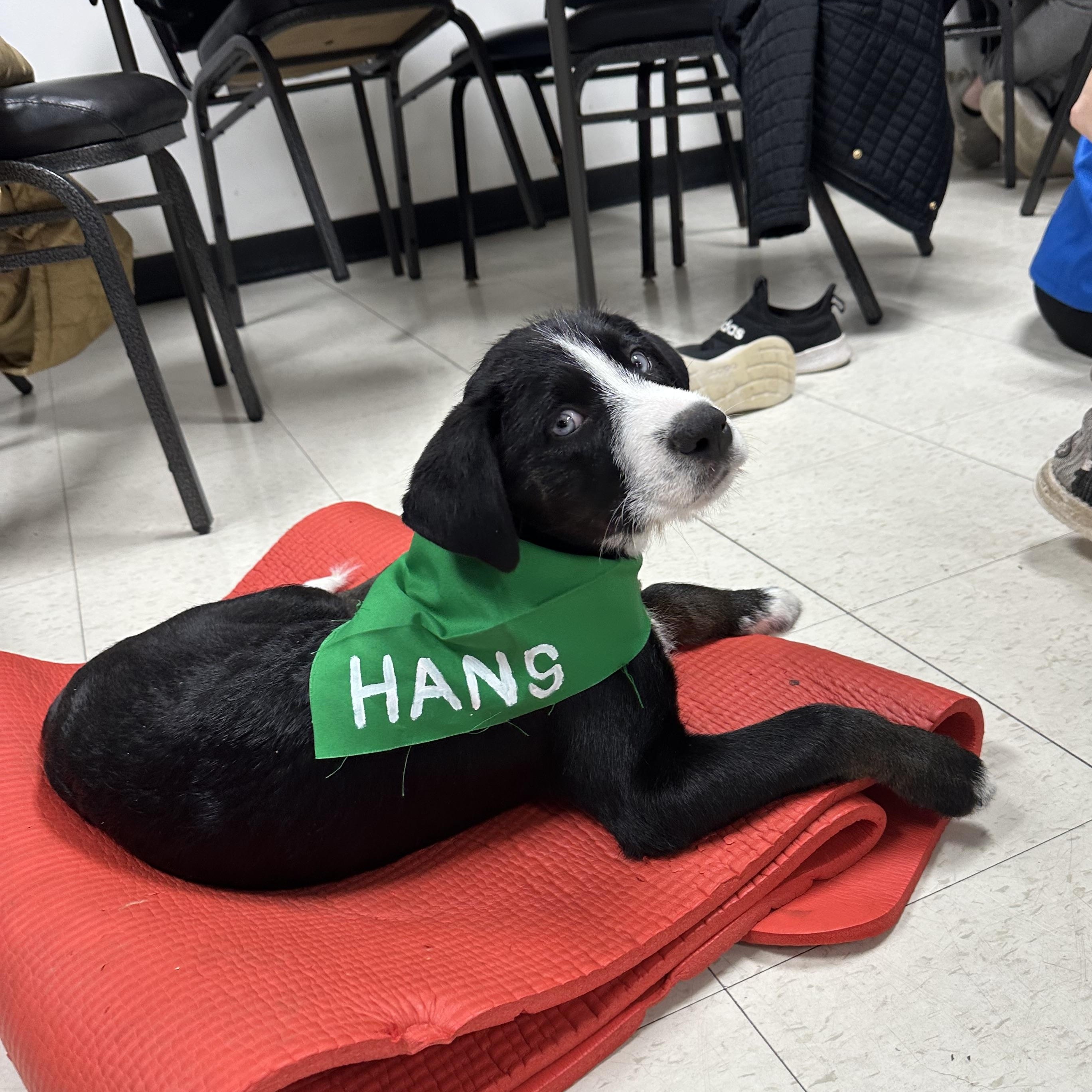 Enlarge Hans, an adopted mixed breed in Wyandotte, MI image 1/4