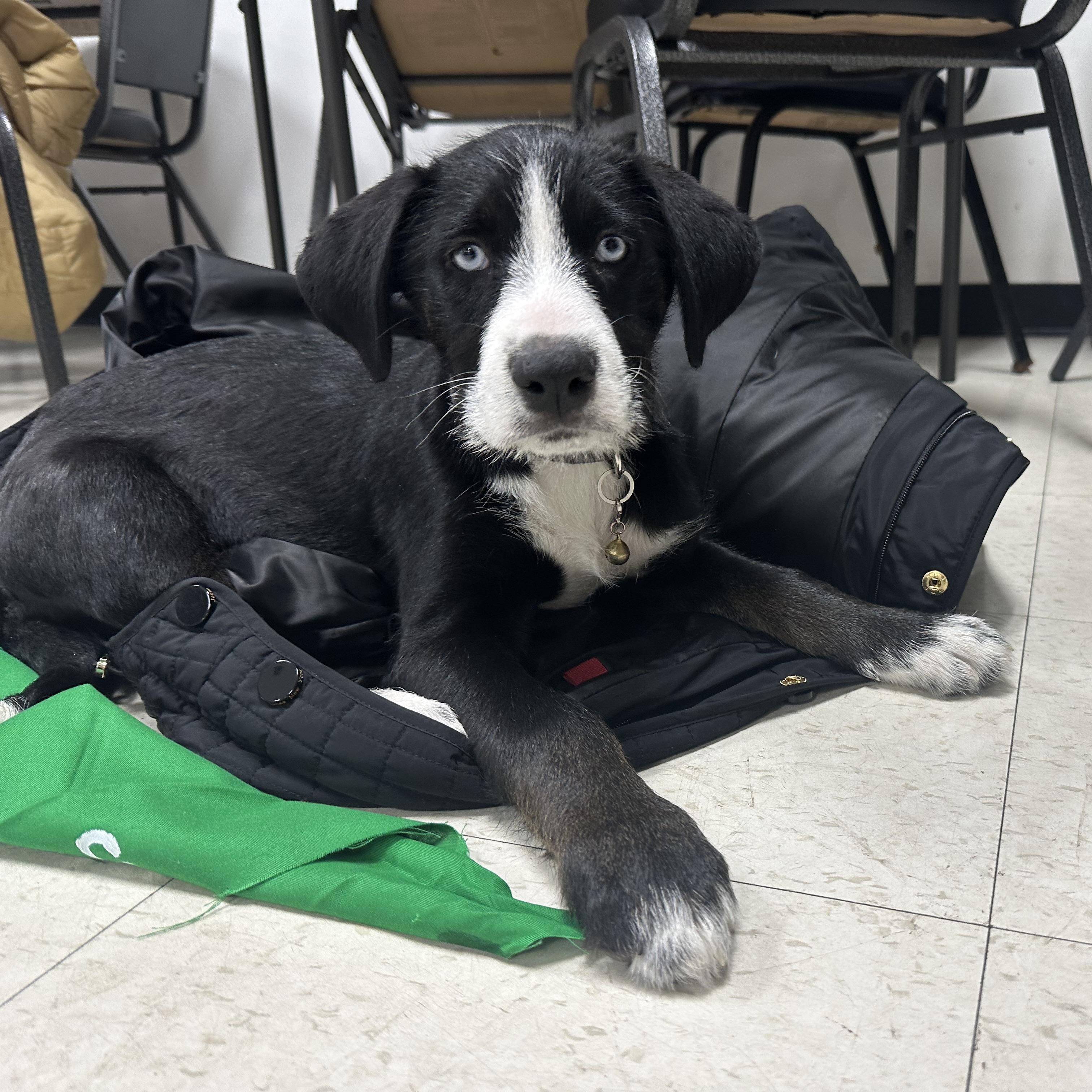 Enlarge Hans, an adopted mixed breed in Wyandotte, MI image 4/4