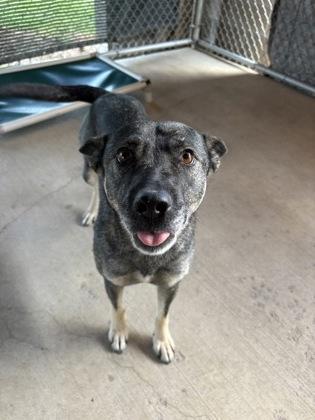 Enlarge Mamas, a Adoptable Mixed Breed in Redmond, OR image 1/1