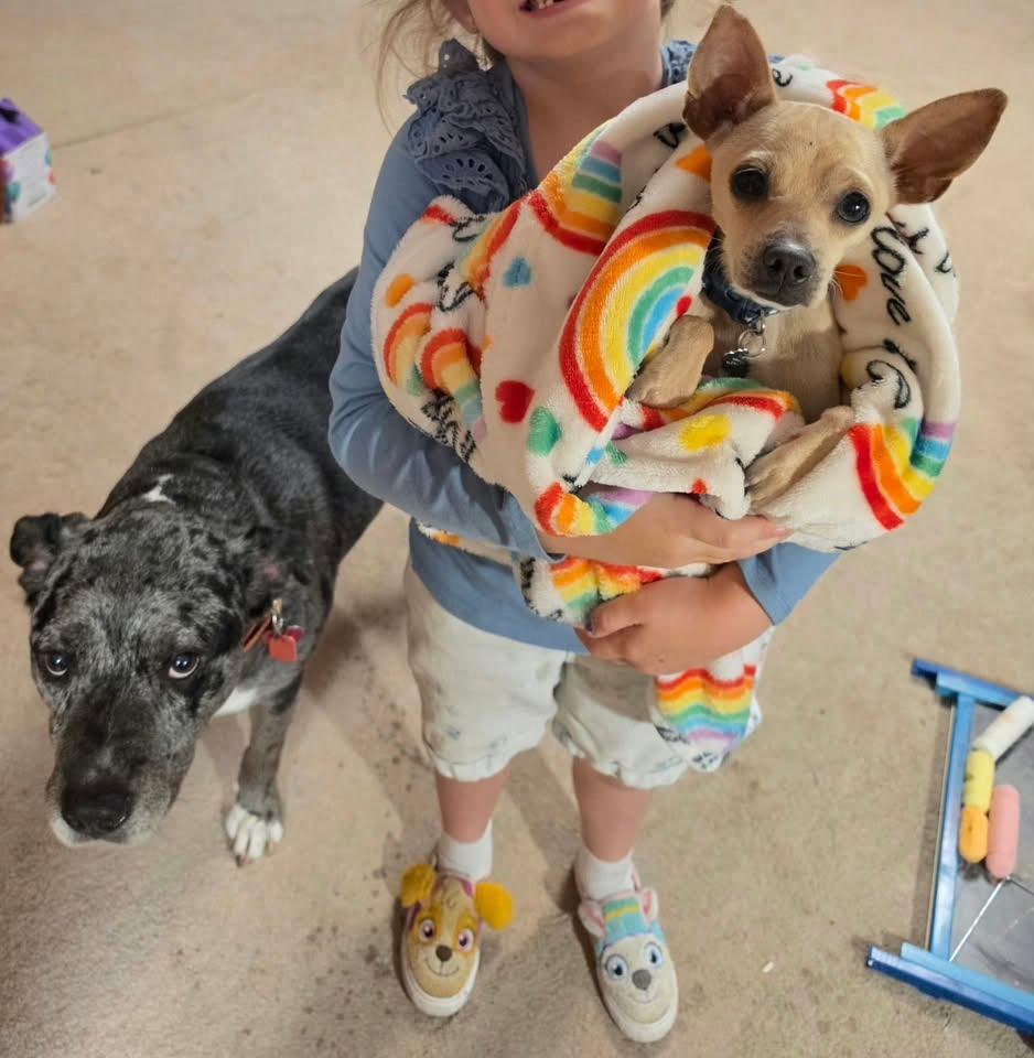 Enlarge Cooper, a Adoptable mixed breed in Boston, MA image 1/3