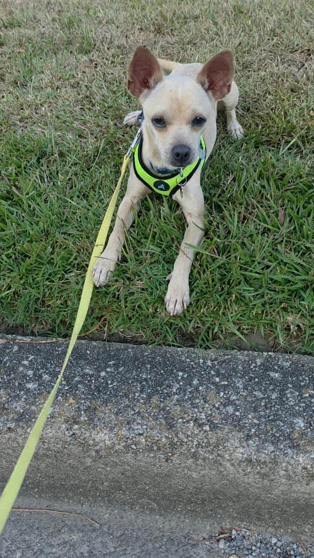 Enlarge Cooper, a Adoptable mixed breed in Boston, MA image 3/3