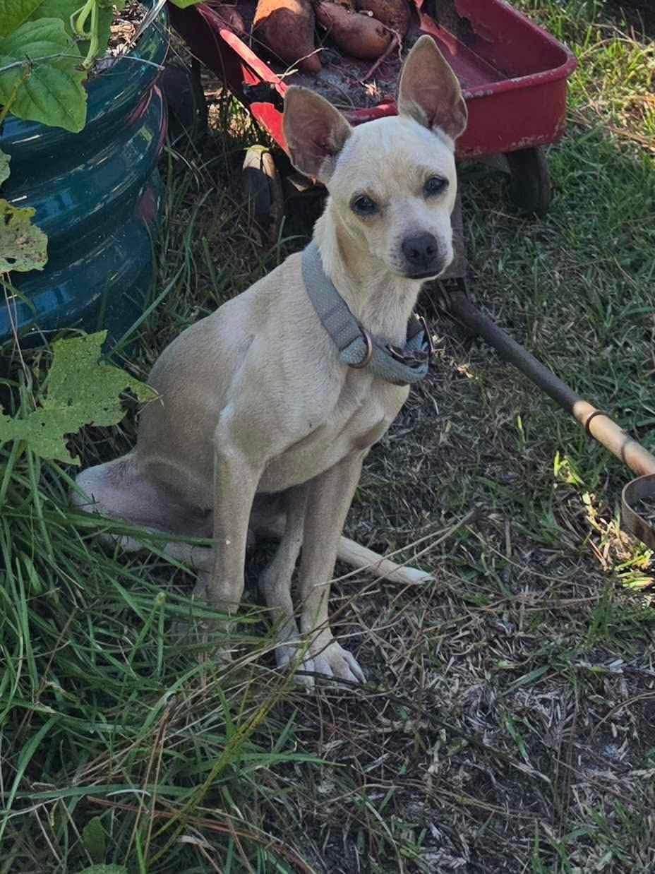 Enlarge Cooper, a Adoptable mixed breed in Boston, MA image 2/3
