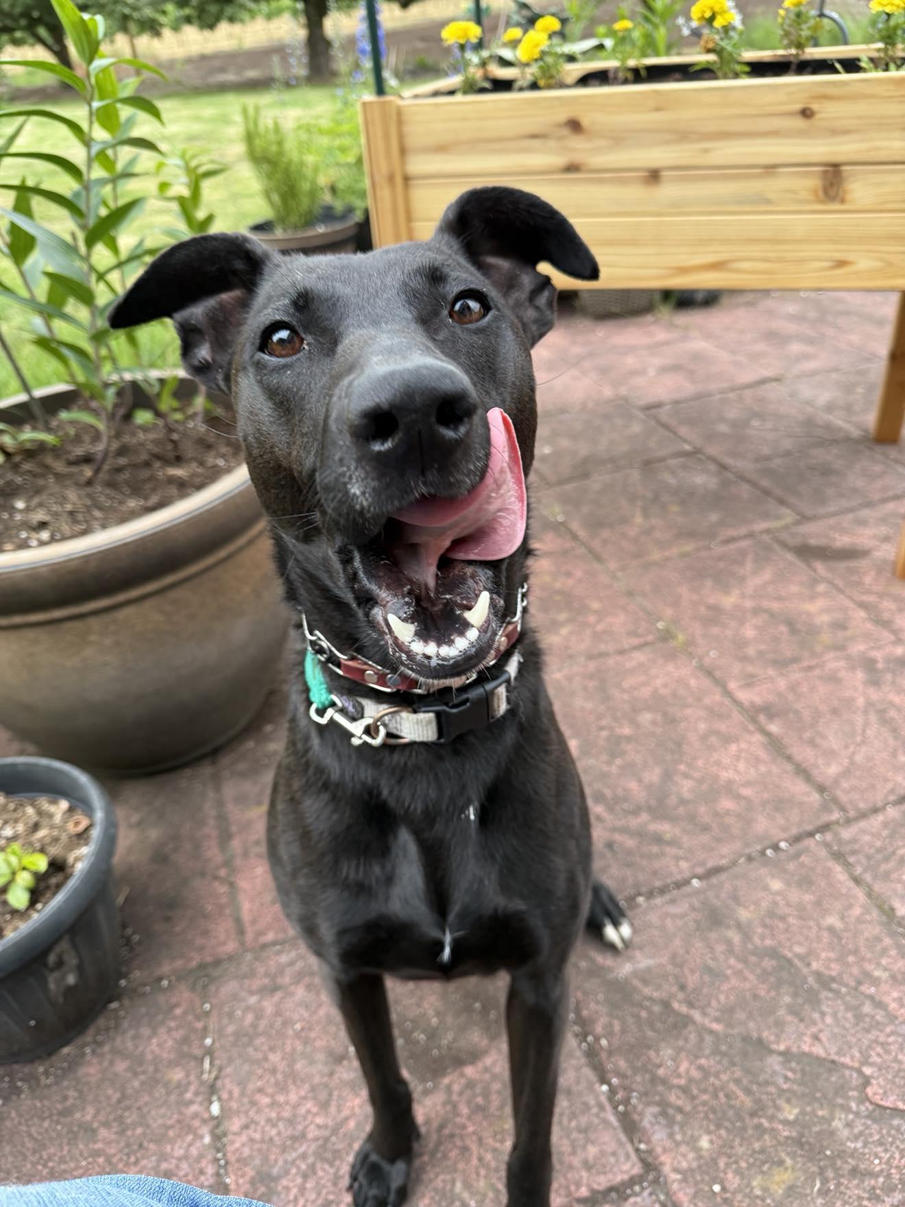 Charli, Adoptable, Adult Female German Shepherd Dog.