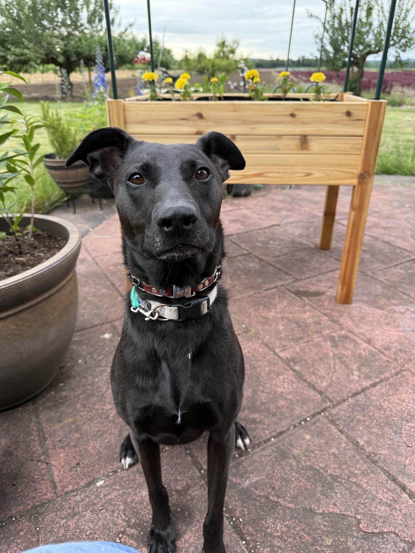 Enlarge Charli, a Adoptable mixed breed in Alameda, CA image 3/6