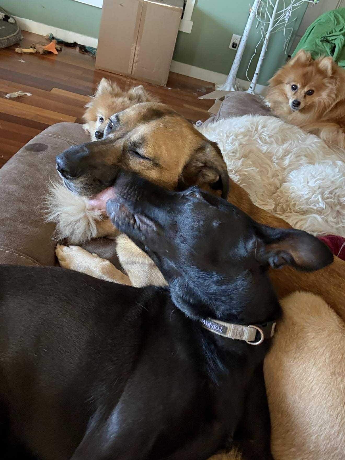 Enlarge Charli, a Adoptable mixed breed in Alameda, CA image 4/6