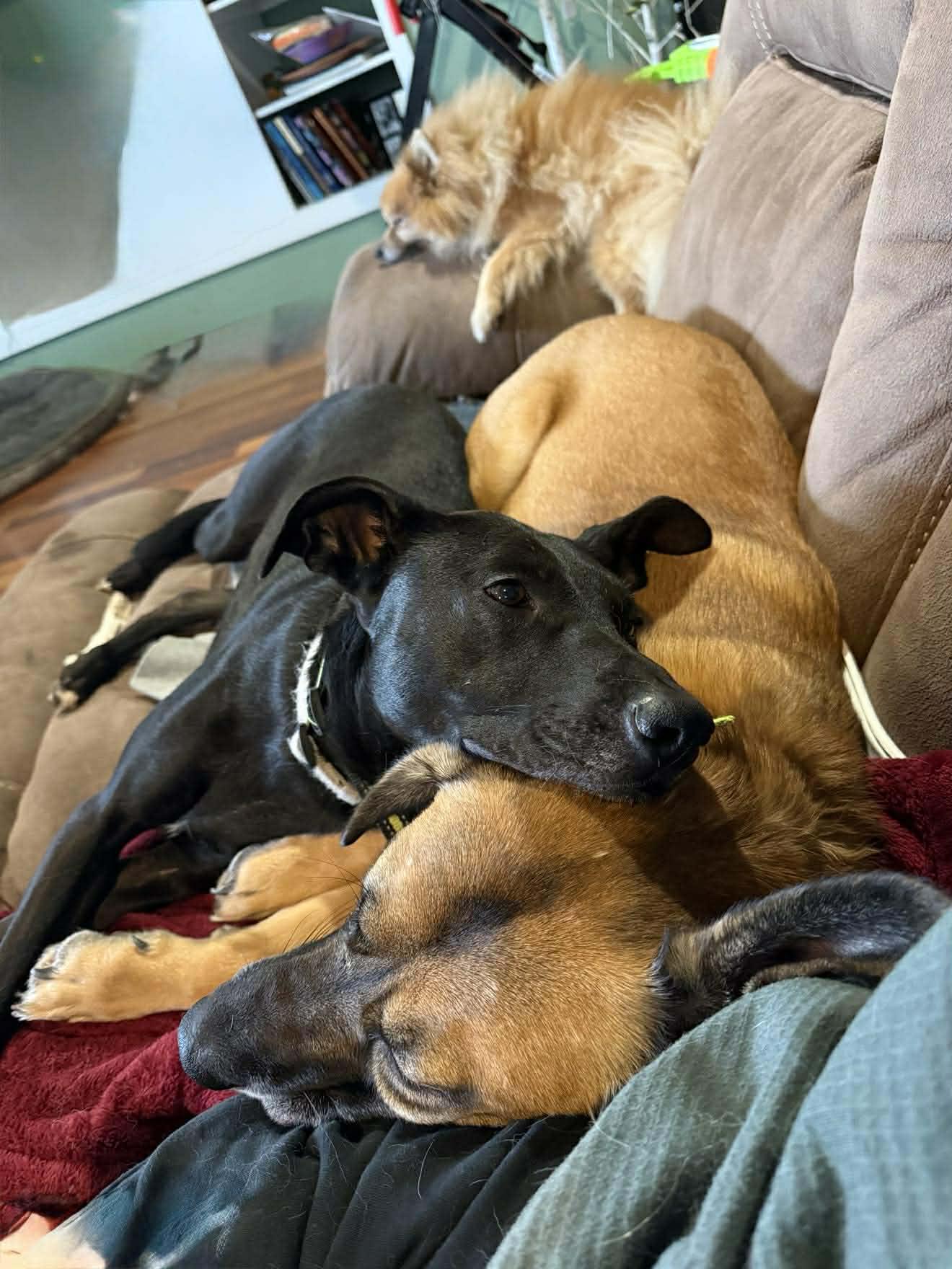 Enlarge Charli, a Adoptable mixed breed in Alameda, CA image 5/6