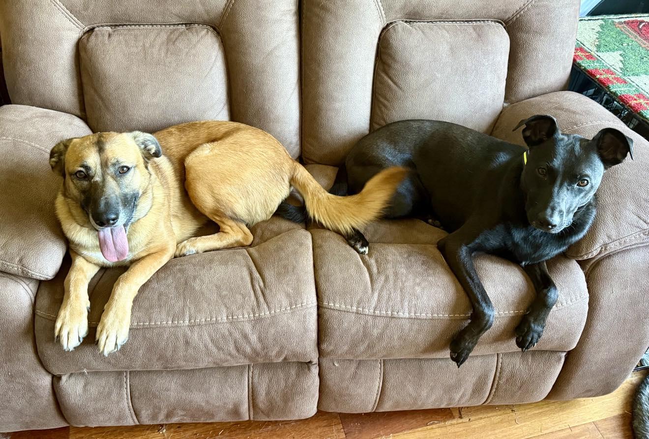 Enlarge Charli, a Adoptable mixed breed in Alameda, CA image 6/6