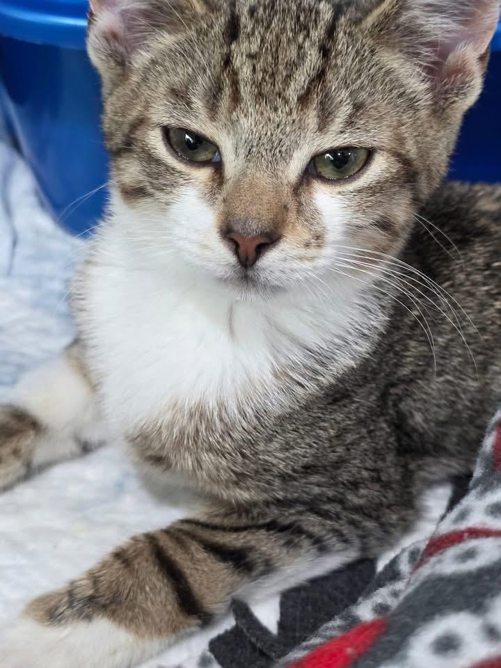 Sammy, Baby Male American Shorthair
