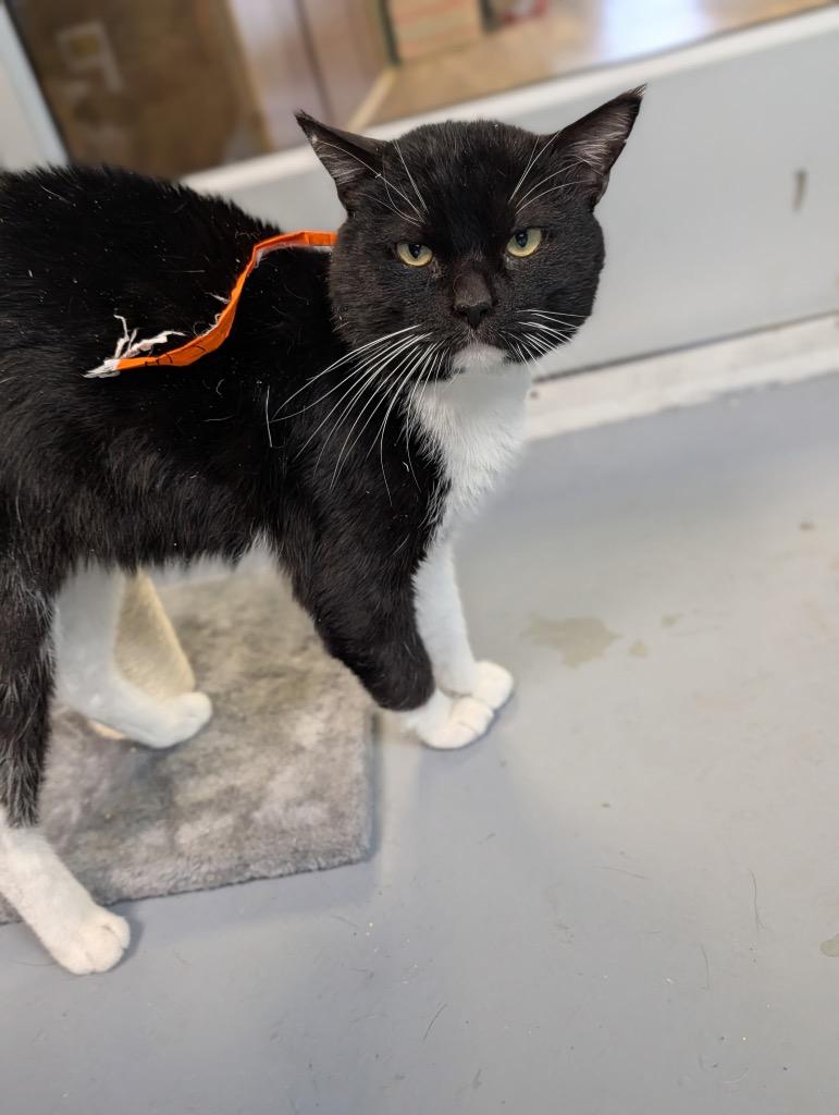 MJ, Adoptable, Adult Male Domestic Short Hair.