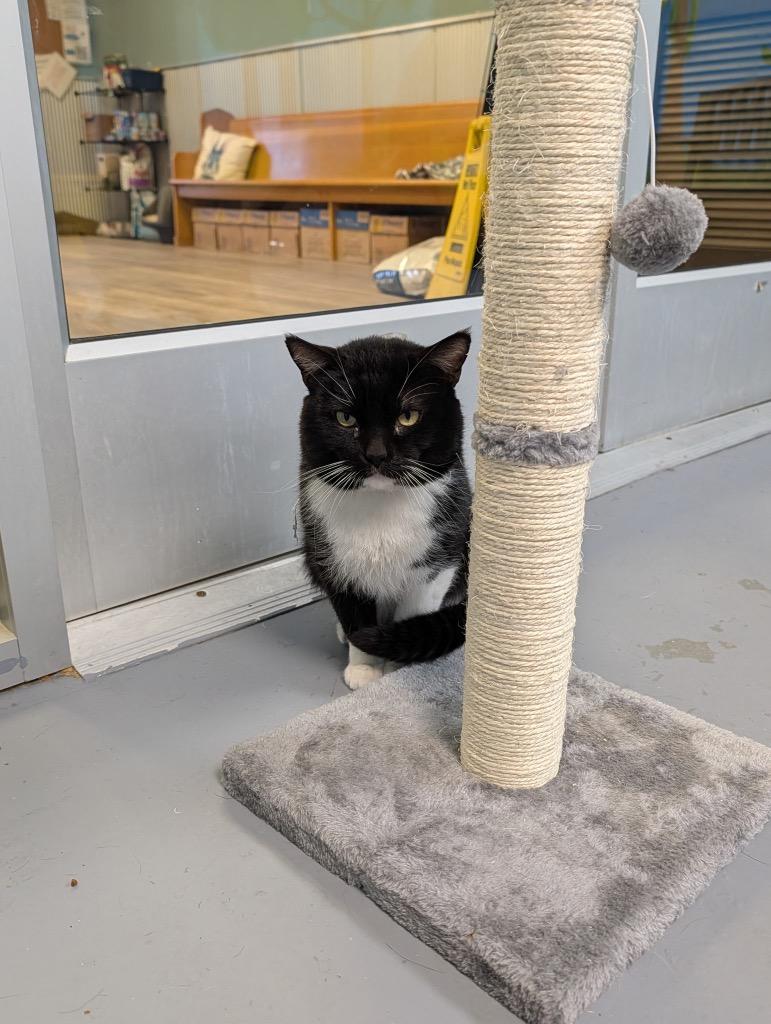 Enlarge MJ, a Adoptable mixed breed in Shelbyville, TN image 2/2