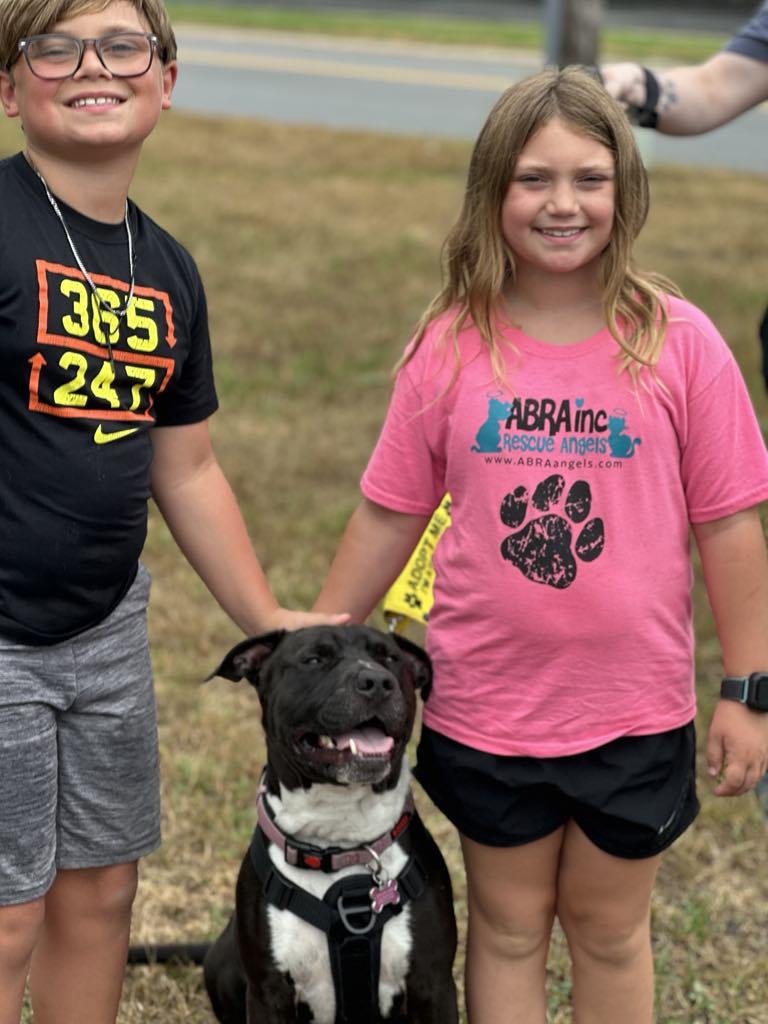 Bear Bear, Adoptable, Adult Male American Staffordshire Terrier.