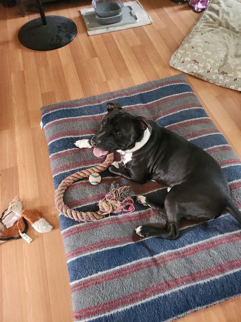 Enlarge Bear Bear, a Adoptable American Staffordshire Terrier in Crown Point, IN image 5/5