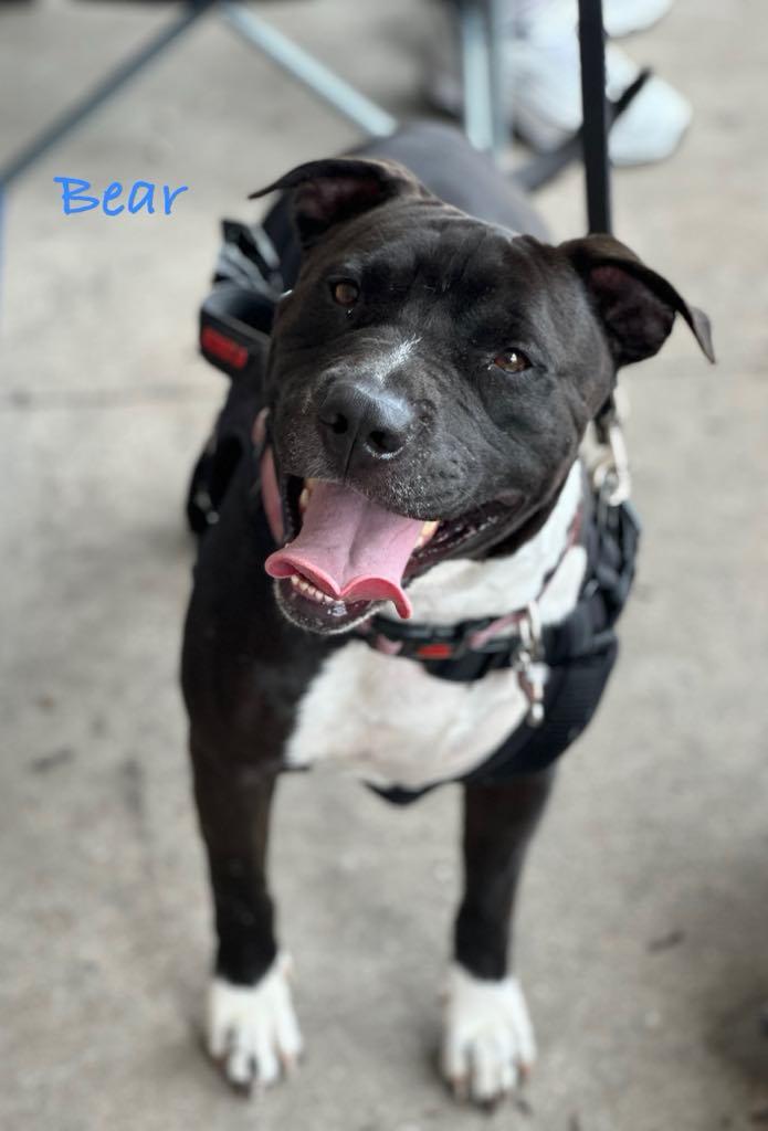 Enlarge Bear Bear, a Adoptable American Staffordshire Terrier in Crown Point, IN image 2/5