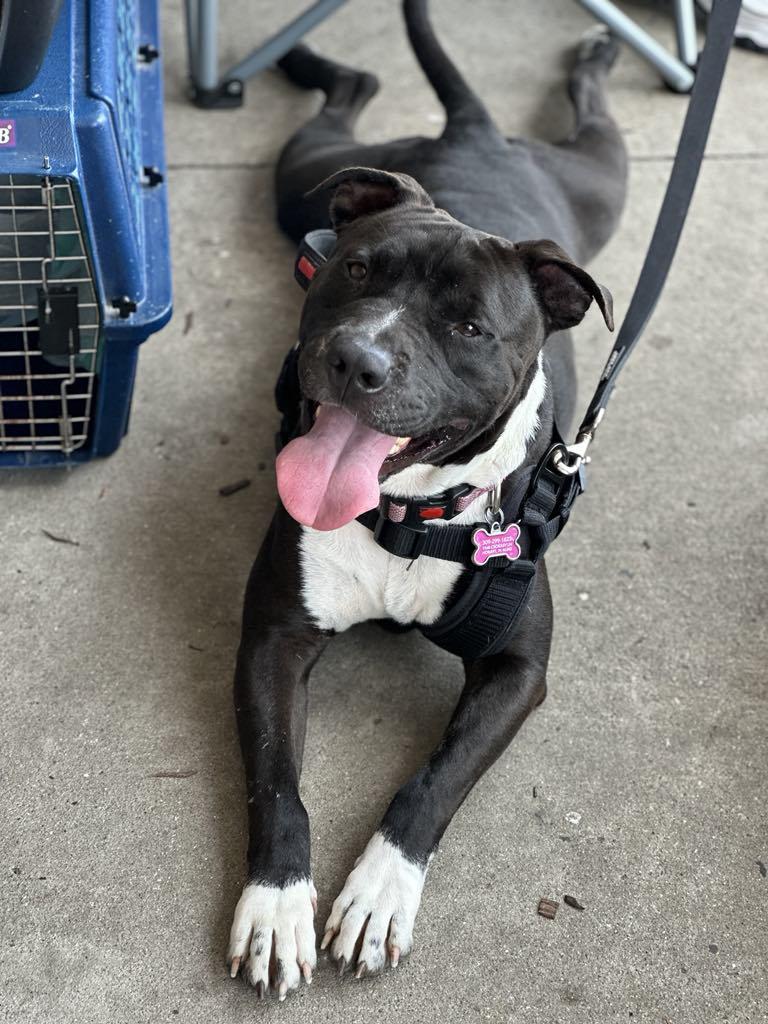 Enlarge Bear Bear, a Adoptable American Staffordshire Terrier in Crown Point, IN image 4/5
