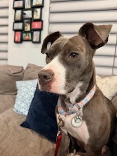 Sunshine Mimosa (Chloe)  - ginger ale, Adoptable, Adult Female American Bully & Mixed Breed.