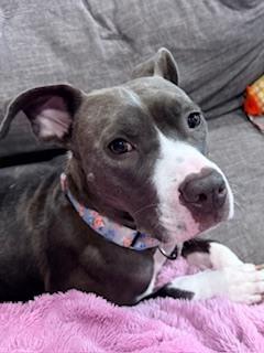 Enlarge Sunshine Mimosa (Chloe)  - ginger ale, a Adoptable mixed breed in Lakeland, FL image 2/3