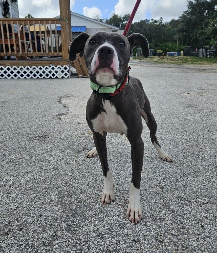 Sunshine Mimosa (Chloe) - ginger ale, Adoptable, Adult Female American Bully & Mixed Breed.