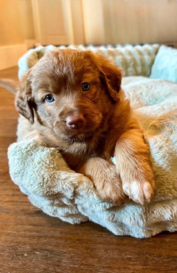 Kenzie, Adoptable, Puppy Female Anatolian Shepherd.