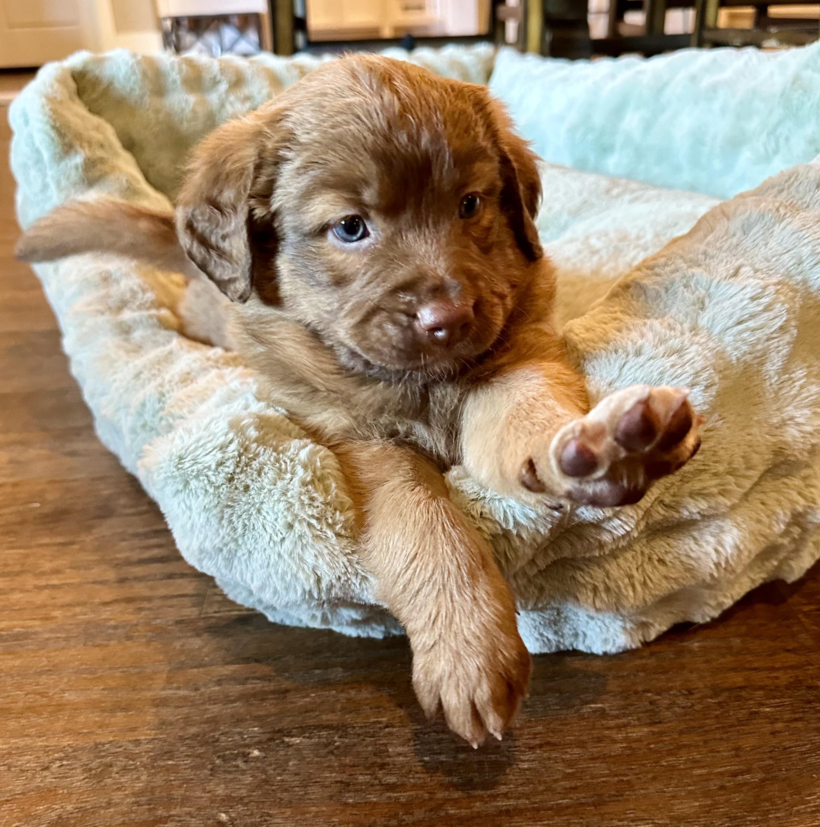 Enlarge Kenzie, a Adoptable mixed breed in Rockwall, TX image 2/4