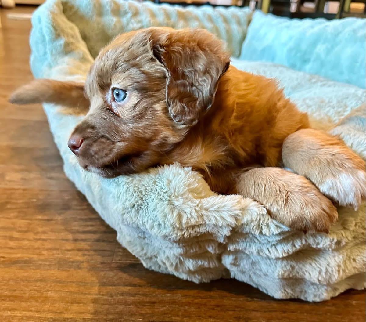 Enlarge Kenzie, a Adoptable mixed breed in Rockwall, TX image 3/4