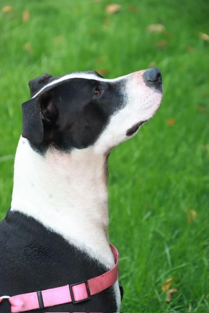 Momma, a Adoptable mixed breed in Thompson's Station, TN image 1/2