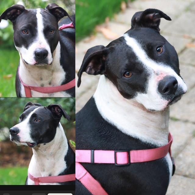 Momma, a Adoptable mixed breed in Thompson's Station, TN image 2/2