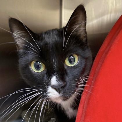 Enlarge Sweetie, a Adoptable mixed breed in Burlington, WA image 1/1