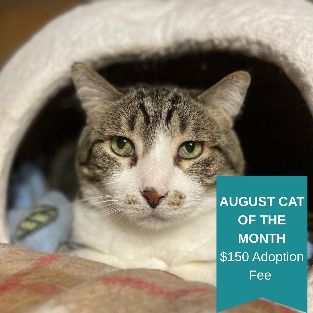 Bert, Adoptable, Senior Male Domestic Short Hair.