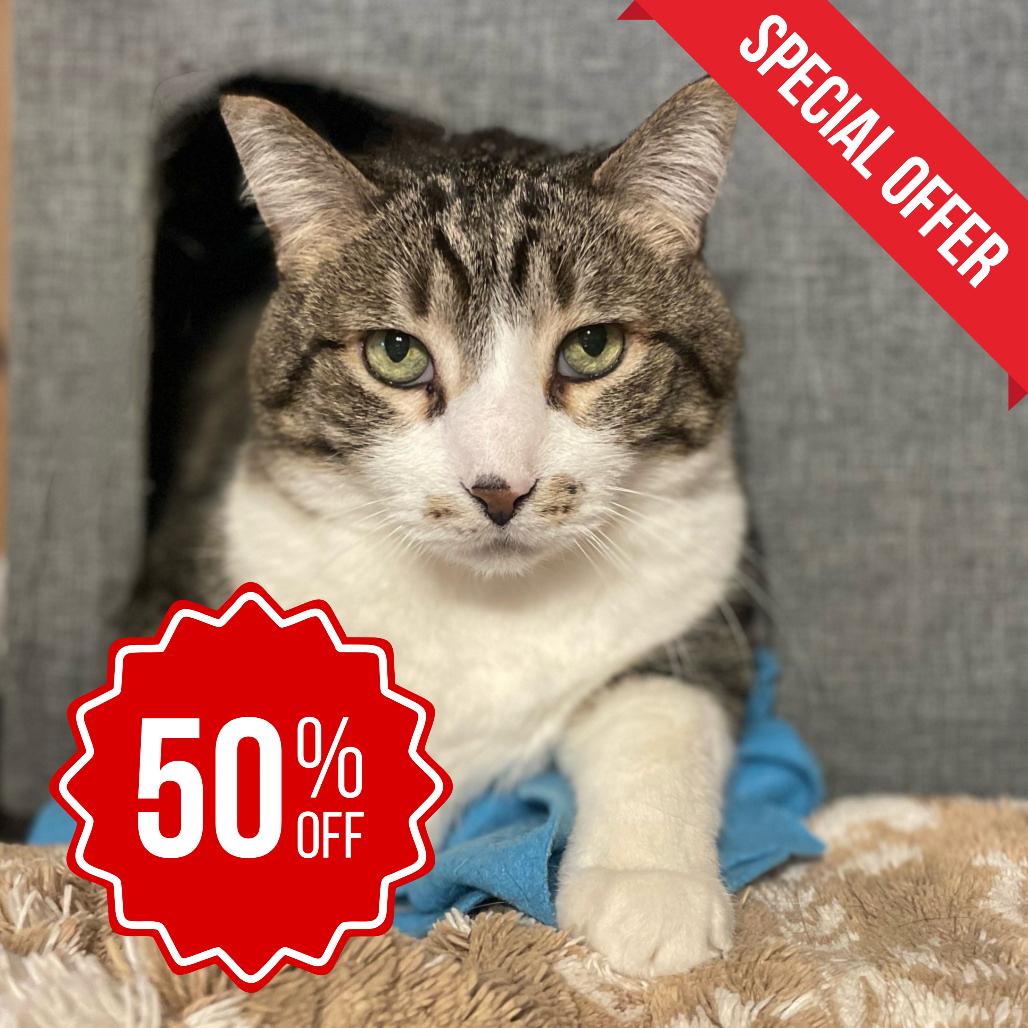 Enlarge Bert, a Adoptable Domestic Short Hair in Inver Grove Heights, MN image 2/5