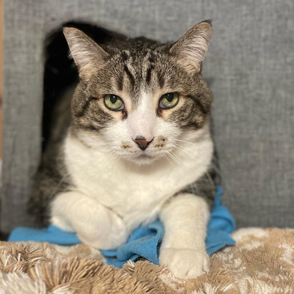 Enlarge Bert, a Adoptable Domestic Short Hair in Inver Grove Heights, MN image 3/5