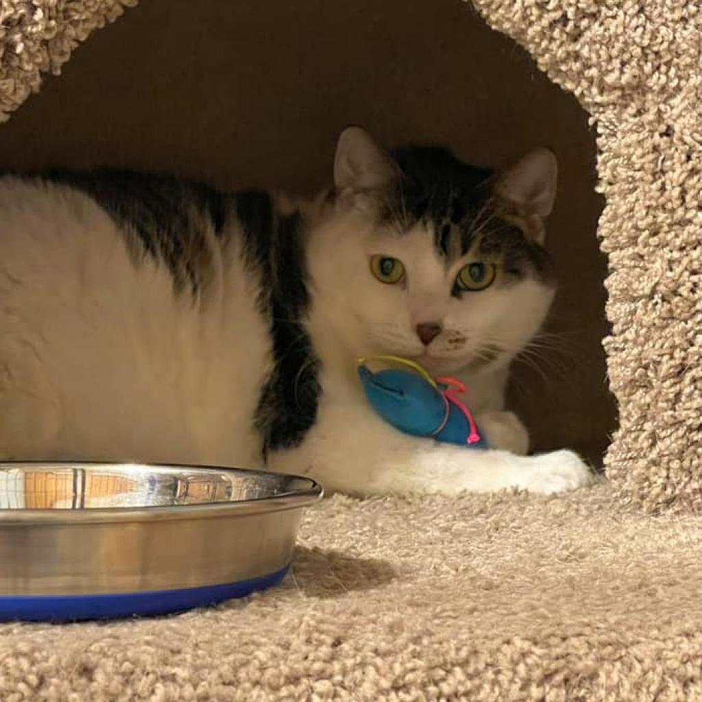 Enlarge Bert, a Adoptable Domestic Short Hair in Inver Grove Heights, MN image 4/5