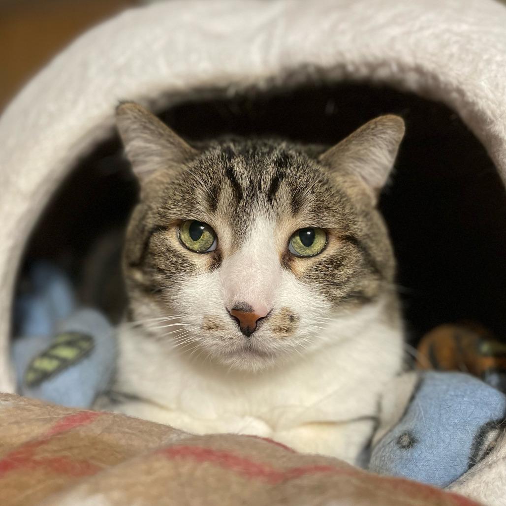 Enlarge Bert, a Adoptable Domestic Short Hair in Inver Grove Heights, MN image 5/5