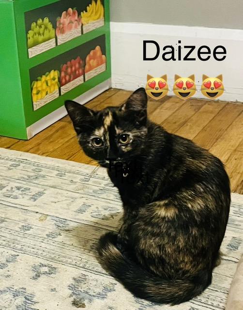 Daizee, Adoptable, Young Female Tortoiseshell.
