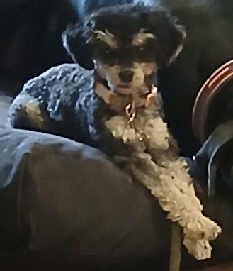 Party Poodle, adopted, Young Female Poodle (Toy).