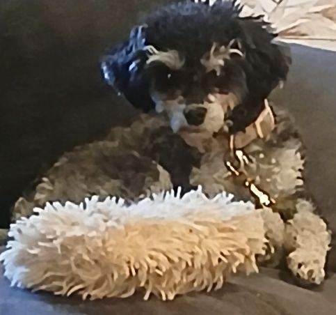 Enlarge Party Poodle, an adopted Poodle (Toy) in Lees Summit, MO image 2/2