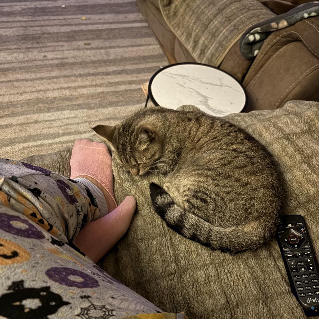 Enlarge Luna, a Adoptable Domestic Short Hair in Ferndale, WA image 1/3