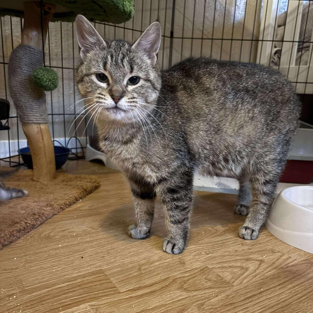 Enlarge Luna, a Adoptable Domestic Short Hair in Ferndale, WA image 2/3