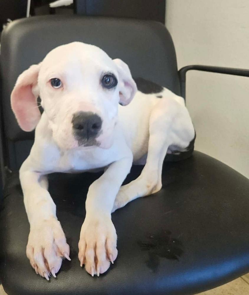 Enlarge Buster, a Adoptable Pit Bull Terrier in Sedalia, CO image 1/6