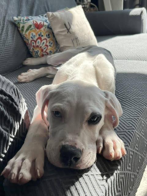 Enlarge Buster, a Adoptable Pit Bull Terrier in Sedalia, CO image 2/6